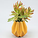 Red Campfire Plant In Yellow Conical Pot