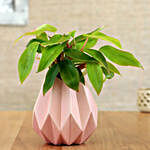 Red Philodendron Plant In Pink Conical Pot