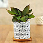 Red Philodendron Plant In White Wooden Plate Pot
