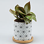 Red Philodendron Plant In White Wooden Plate Pot