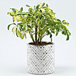 Schefflera Plant In Zigzag Cylindrical Ceramic Pot