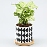 Syngonium Plant In Chess Pattern Wooden Plate Pot