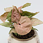 Syngonium Plant In Sitting Bear White Ceramic Pot