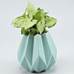 Syngonium Plant In Sky Blue Conical Pot