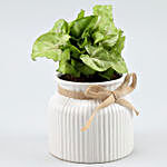 Syngonium Plant In White Lining Pot