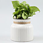 Syngonium Plant In White Lining Pot
