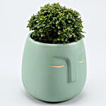 Table Kamini Plant In Green Ceramic Face Pot