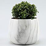 Table Kamini Plant In White & Black Marble Pot