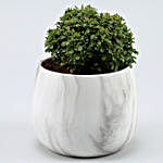 Table Kamini Plant In White & Black Marble Pot