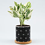 White Pothos Plant In Black Pot With Wooden Plate