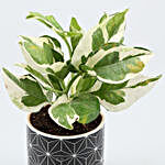 White Pothos Plant In Black Pot With Wooden Plate