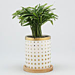 Chamaedorea Plant In Polka Dot Pot With Wooden Plate