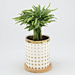 Chamaedorea Plant In Polka Dot Pot With Wooden Plate