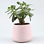 Crassula Plant In Pink Flower Ceramic Pot