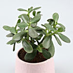 Crassula Plant In Pink Flower Ceramic Pot