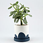 Crassula Plant In White & Blue Ceramic Plate Pot