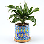 Dracaena Plant In Sky Blue Pot With Wooden Plate