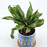 Dracaena Plant In Sky Blue Pot With Wooden Plate