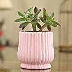 Echeveria Colorata Plant In Pink Round Lining Pot