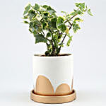 English Ivy Plant In White & Golden Pot With Plate