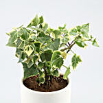 English Ivy Plant In White & Golden Pot With Plate