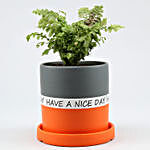 Fern Plant In Have A Nice Day Orange Plate Pot