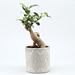 Ficus Bonsai Plant In Ivory Pipe Shape Pot