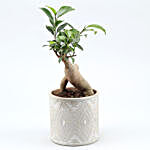 Ficus Bonsai Plant In Ivory Pipe Shape Pot
