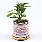 Ficus Compacta Plant In Pink Ceramic Pot With Wooden Plate