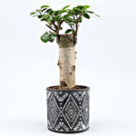 Ficus Trunk Plant In Black Pipe Shape Pot