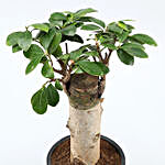 Ficus Trunk Plant In Black Pipe Shape Pot