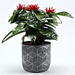 Ixora Plant In Black & White Engraved Pot
