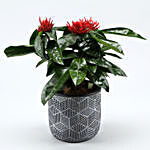 Ixora Plant In Black & White Engraved Pot
