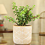 Jade Plant In Yellow & White Engraved Ceramic Pot