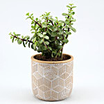 Jade Plant In Yellow & White Engraved Ceramic Pot