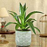 Lotus Cactus Plant In Green & White Ceramic Pot