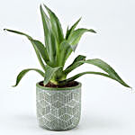 Lotus Cactus Plant In Green & White Ceramic Pot