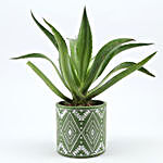 Lotus Cactus Plant In Pipe Shape Ceramic Pot