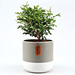 Murraya Plant In Grey & White Striped Ceramic Pot