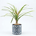 Nolina Palm Plant In Blue Pipe Shape Pot