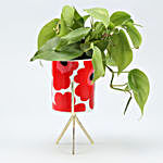Oxycardium Plant In Flower Print Pot With Golden Stand