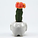 Red Moon Cactus Plant In Elephant Shape Pot
