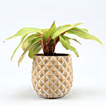 Red Philodendron Plant In Abstract Print Oval Pot