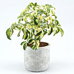 Schefflera Plant In Green & White Ceramic Pot