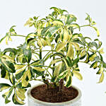 Schefflera Plant In Green & White Ceramic Pot