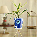 Song Of India Plant In Flower Print Pot With Golden Stand