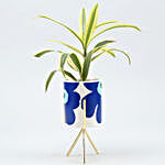 Song Of India Plant In Flower Print Pot With Golden Stand