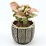 Syngonium Plant In Black & Gold Oval Pot