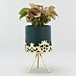 Syngonium Plant In Green Pot With Golden Stand