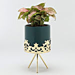 Syngonium Plant In Green Pot With Golden Stand